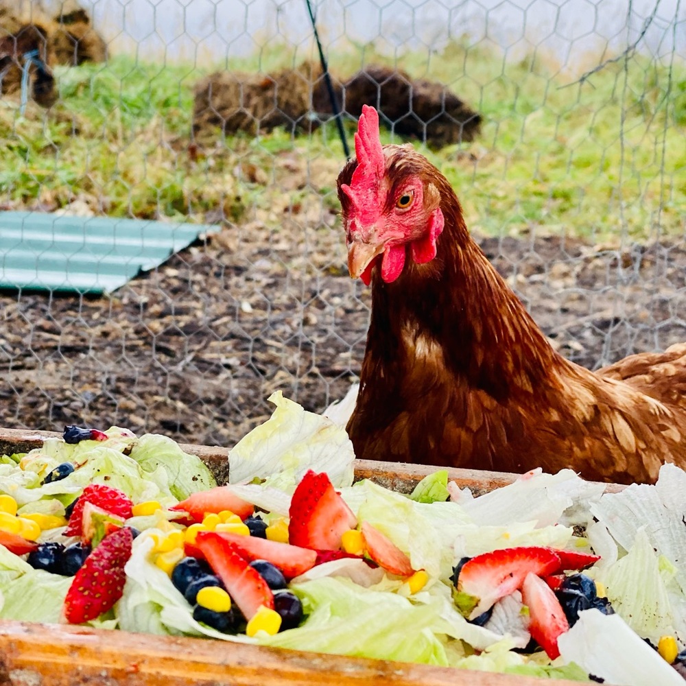 Welcome to Simply Chick 🐤